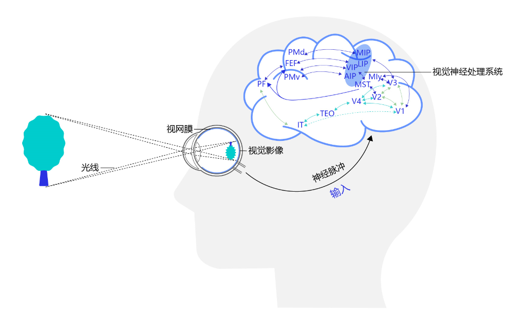 图2 人类视觉感知